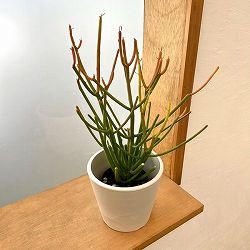 ミルクブッシュ：スティック・オン・ファイヤー3号ポット　鉢カバー付き(樹脂製鉢カバー・シティローMホワイト)