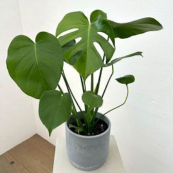 モンステラ：デリシオサ　5号鉢植え　鉢カバー付き(SKステップH15：アッシュグレイ)