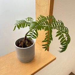 リュウビンタイ 3.5号鉢　鉢カバー付き(SKステップH12：アッシュグレイ)