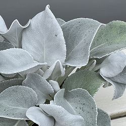 セネシオ：エンジェルウイングス4号ポット