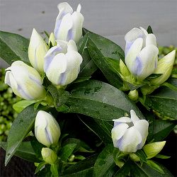 安代リンドウ(あしろりんどう)：クリスタルアシロの2年充実苗3.5号ポット