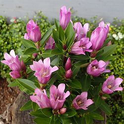 安代リンドウ(あしろりんどう)：メルヘンアシロの2年充実苗3.5号ポット