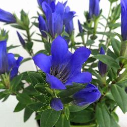 安代リンドウ(あしろりんどう)：シャインブルーアシロの2年充実苗3.5号ポット