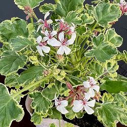 ニオイゼラニウム：ナツメグ マーブルレモン3.5号ポット