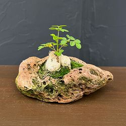 モリンガ：オレイフェラ（わさびの木・マルンガイ）塊根仕立て・実生苗　軽石鉢植え26-01