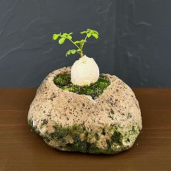 モリンガ：オレイフェラ（わさびの木・マルンガイ）塊根仕立て・実生苗　軽石鉢植え26-02