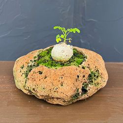 モリンガ：オレイフェラ（わさびの木・マルンガイ）塊根仕立て・実生苗　軽石鉢植え26-03