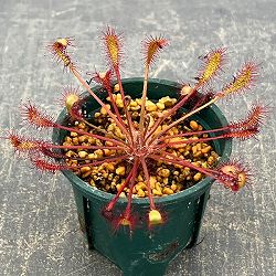 モウセンゴケ（ドロセラ）：アングリカ×インターメディア　レオン2号ポット