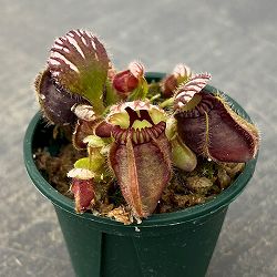 セファロタス 2号ポット