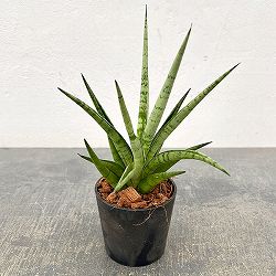 サンセベリア：ビーエイト　3号エコポット植え