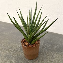 サンセベリア：トーチ　3号エコポット植え