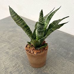 サンセベリア：トリファッシアータ　3号エコポット植え