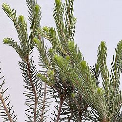 カロタムス6号鉢植え