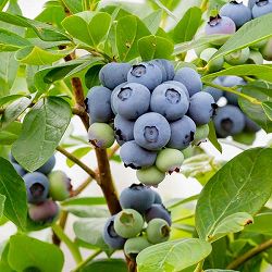 ブルーベリー（ハイブッシュ系）：パトリオット6号鉢入り
