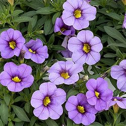 カリブラコア：サンバ　ラベンダー3.5ポット