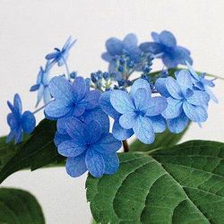 ヤマアジサイ：ぽじさい（R）　坊ヶ鶴の華（ボウガヅルノハナ）3号ポット