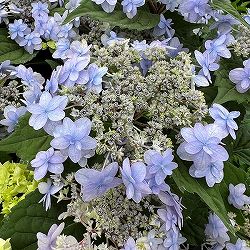 ヤマアジサイ：坊ヶ鶴の華（ボウガヅルノハナ）4号鉢植え