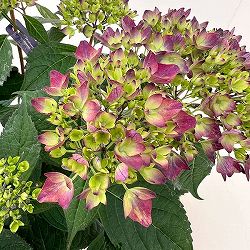 ヤマアジサイ：十六夜（いざよい）4号鉢植え