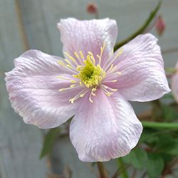 クレマチス：モンタナ メイリーン4号鉢植え