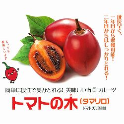 [26年5月中下旬予約]タマリロ（トマトの木） 3.5号ポット