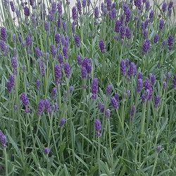 [春の鉢花予約]イングリッシュラベンダー：しほ5号鉢植え