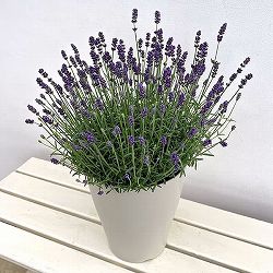 イングリッシュラベンダー：ちなつ7号鉢植え