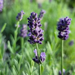 [春の鉢花予約]イングリッシュラベンダー：ほのか7号鉢植え