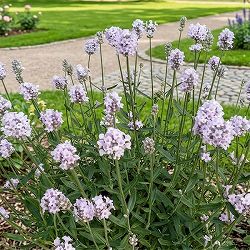 [春の鉢花予約]イングリッシュラベンダー：ももか7号鉢植え