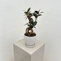 フィカス：メラニー　4号根上り仕立て　陶器鉢植え