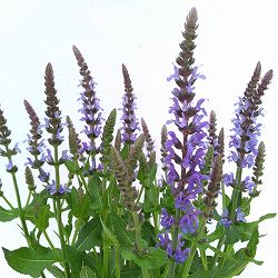 サルビア：スペルバ ボルドーディープブルー4号ポット