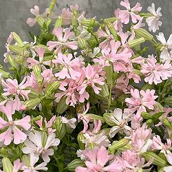 分割シリーズ：シレネ：ピーチブロッサム（2分割仕様）3.5号ポット