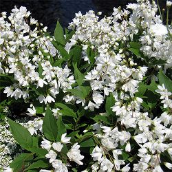 ヒメウツギ（姫ウツギ）4号ポット