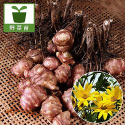 ムラサキキクイモ（紫菊芋）の苗3.5号ポット