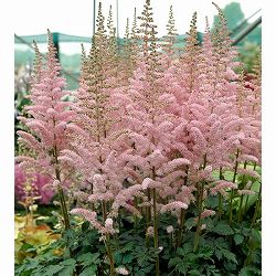 アスチルベ：グリッター＆グラマー3.5号ポット