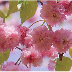 桜：兼六園（ケンロクエン）菊桜接木苗4～5号ポット