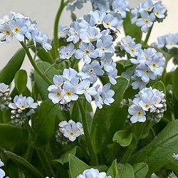 ミオソティス：キャンディホワイト3.5号ポット