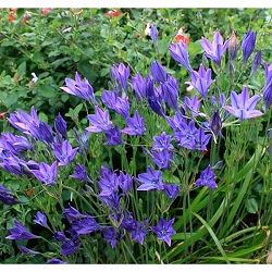 ブローディア（トリテレイア）：クイ－ンファビオラ3.5号ポット