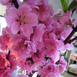 花桃：矢口桃（ヤグチモモ）ピンク花4～5号ポット