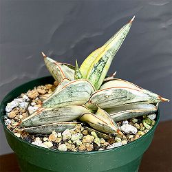 サンセベリア：Lav.1970　斑入り（ラブラノス1970・大）　3号鉢植え