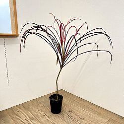 ドラセナ：スーパーライン 6号