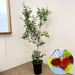 [送料無料]ピタンガ（スリナムチェリー）8号鉢植え