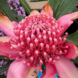 テロペア（テロピア）：シャディレディーピンク　7号鉢植え