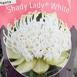 テロペア（テロピア）：シャディレディーホワイト　7号鉢植え