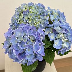 アジサイ：マリンシュシュ4号鉢植え