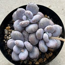 パキフィツム：ブルーヘイズ 4号ポット