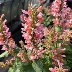 アガスターシェ：ピンクパール3号ポット*