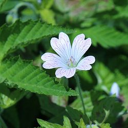 ゲンノショウコ（現の証拠）3.5号ポット