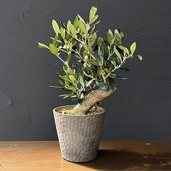 オリーブ：ルッカ　創樹さんの盆栽仕立て　4号鉢植え26-01