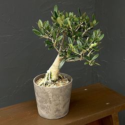 オリーブ：マンザニロ　創樹さんの盆栽仕立て　4号鉢植え26-01
