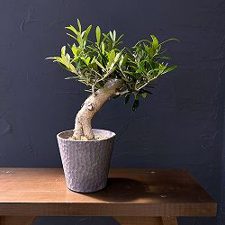 オリーブ：ネバティロブランコ　創樹さんの盆栽仕立て　4号鉢植え26-02